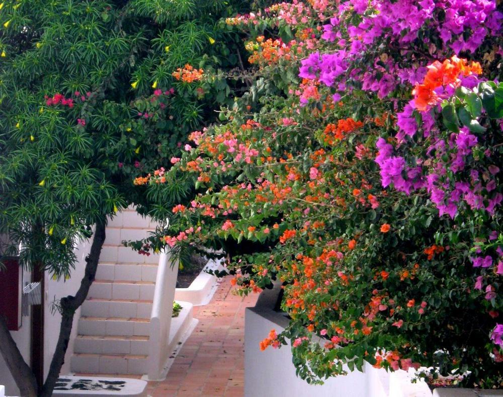 Apartamentos Tamarindos ปูแอร์โตเดลคาร์เมน ภายนอก รูปภาพ